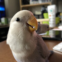 大事に育てていただける方　コザクラインコ