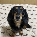 ☆こはく☆里親さま決定☆