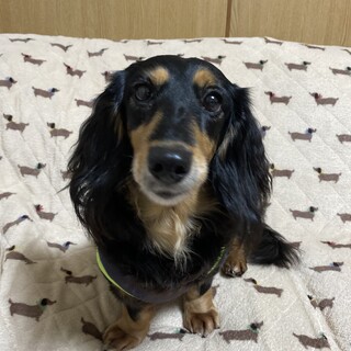 ☆こはく☆里親さま決定☆