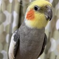 オカメインコ　オス1羽