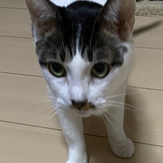 ☆臆病だけど人が大好きなめんま☆