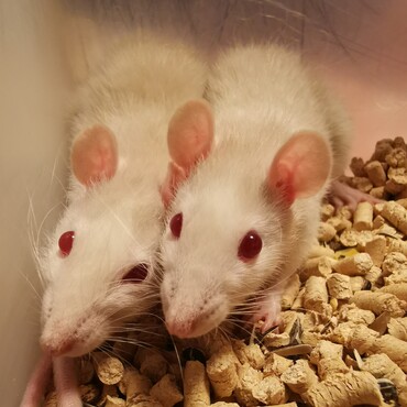 良羅ちゃんと月ちゃん