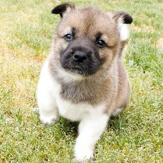 コロコロ甘えん坊☆奏（かなで）くん　1ヶ月半