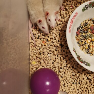 良羅ちゃんと月ちゃん