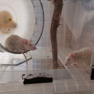 良羅ちゃんと月ちゃん