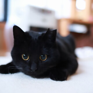 おしゃべりな黒猫女子