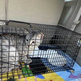おばあちゃんが猫を増やしてしまいました