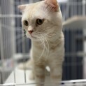 ビビリっ子スコティッシュフォールド♂コンソメ丸