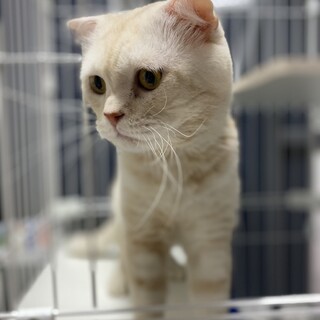 ビビリっ子スコティッシュフォールド♂コンソメ丸