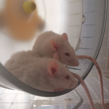 良羅ちゃんと月ちゃん