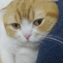 人懐っこいスコティッシュフォールド♂グラくん
