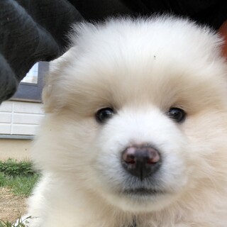 羊のようなマロン