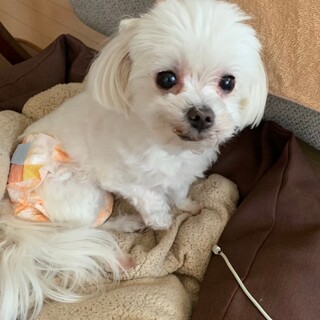 人懐っこいマルチーズ♀ぴのちゃん