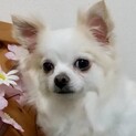 郡山（こおりやま）控えめチワワちゃん