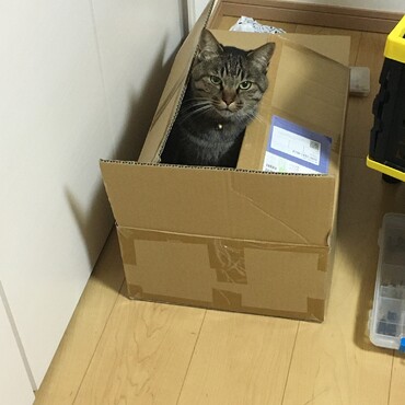 遊んでるー