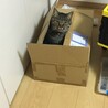 遊んでるー
