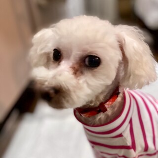 佐渡（さど）寂しがり屋なの。傍にいて❤