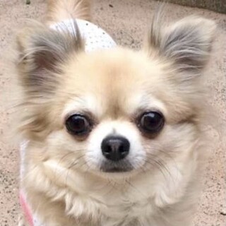 栃木（とちぎ）ずっと前からいるみたいな子です