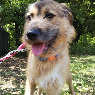 怖がりだけどしっかり君「おこげ」