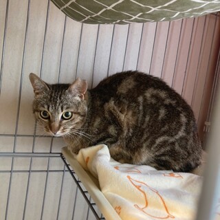 猫大好き！アメショ柄のムギワラちょこちゃん