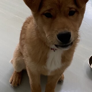 ハーディ　5か月、野良生まれ、ワイルドだろう。