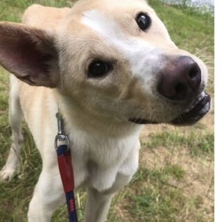 くねくねチョッキー