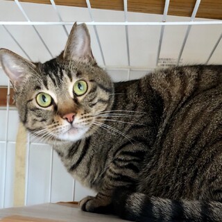 巨ネコになったはっち