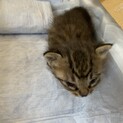 生後1ヶ月程度、保護猫です。