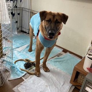 おっとり男子"ロー”