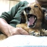 つばむん
