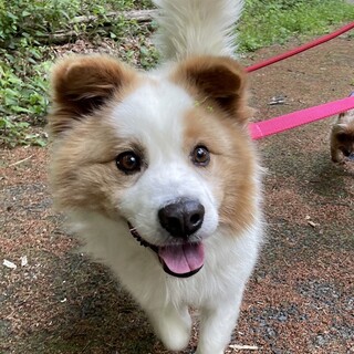 明るい男子”エルモ”