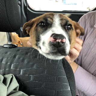 人が大好きちくわちゃん！中型犬一才未満の女の子