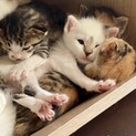 3/31生の超カワイイ5兄妹(3匹譲渡)