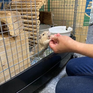 2歳の元気でかわいいデグー！ケージ他飼育具と一緒に