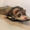 ばばちchi