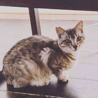 淡路っこサバトラ♪千くん♪里親絶賛募集中！