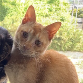 茶色仔猫(推定6ヶ月)