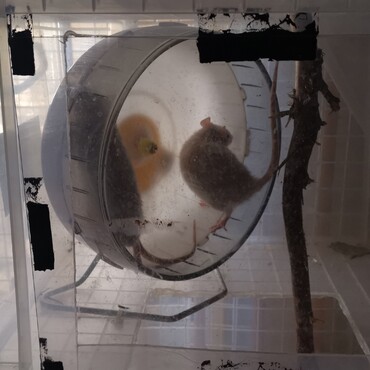 良羅ちゃんと月ちゃん