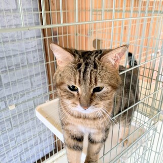 153匹多頭飼育崩壊からのレスキュー★あるくん