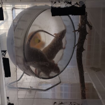 良羅ちゃんと月ちゃん