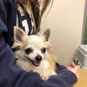 ①　 ロングコートチワワ・美人さん・５歳・メス