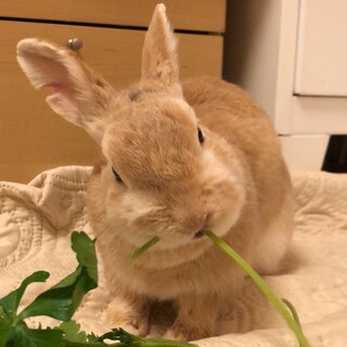 佐渡っこ【ほのぼのマイペースなこはくくん】