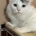 らんくん(仮) とても綺麗な毛並み