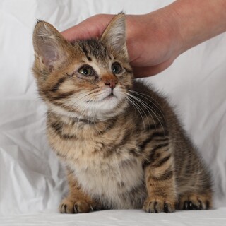 １か月半の男の子