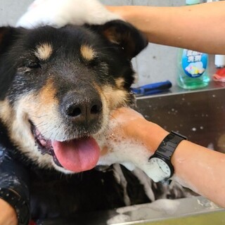 ラブの様なフレンドリーな性格のメイサちゃん