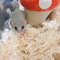 アフリカヤマネ  2匹 ♂♀