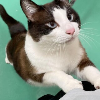 ポッチャリ系の甘えん坊「レミオ」センター収容中！