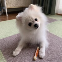 もち