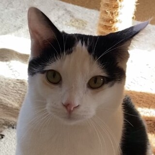 【もうくん】元気いっぱい可愛いハチワレ