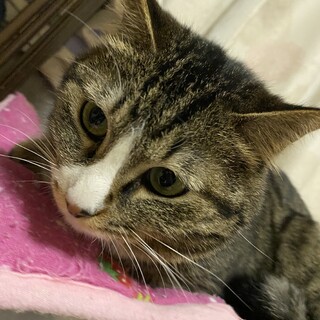 【まる】おとなしいモコフワにゃんこ